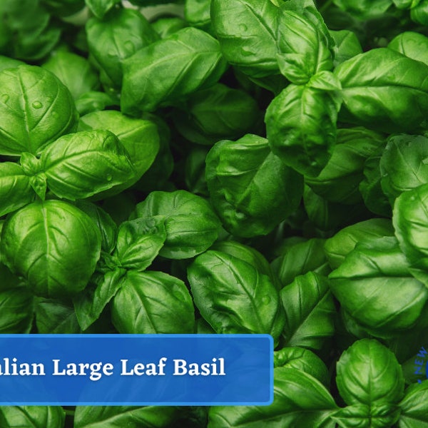 Basil - Italian Large Leaf Basil Seeds - Heirloom Herb Seed Packets, Culinary & Medicinal Herbs, Non-GMO