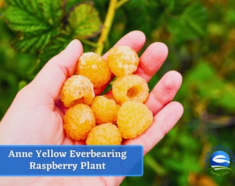 Anne Everbearing Yellow Raspberry Plant