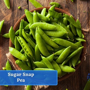 Pea, Snap - Sugar Snap Pea Seeds - Heirloom Seed Packet, Non-GMO