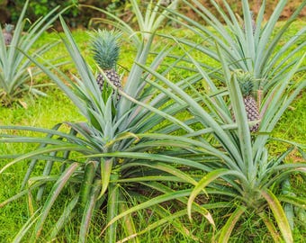 Sugarloaf Pineapple Plant - Live Ananas Comosus, White Flesh Low Acid Tropical Fruit