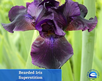 Dark Bearded Iris Rhizome – Superstition Gothic Garden Plant Zones 3-9