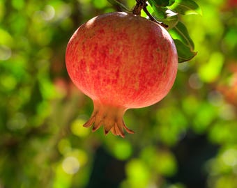 Salavatski Pomegranate Plant - Cold Hardy Russian Heirloom, Live Tree