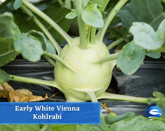 May include: A close-up of a large, light green kohlrabi growing in a garden. The kohlrabi is surrounded by green leaves and is resting on black plastic mulch. The text "Early White Vienna Kohlrabi" is displayed on a blue banner.