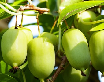 Anna and Meader Hardy Kiwi Pair, Female Male Pollinator Set, Sweet Kiwi Berry, Aromatic Pineapple, Zones 4-8, Complete System