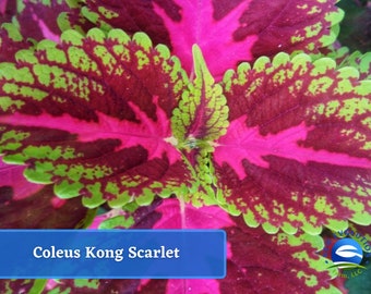 May include: Close-up of a Coleus Kong Scarlet plant with vibrant green and pink leaves. The leaves have a scalloped edge and a mottled pattern.