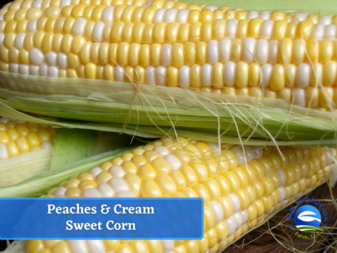 Sweet Corn Peaches & Cream Corn Seeds Seed Packet, Nongmo Etsy