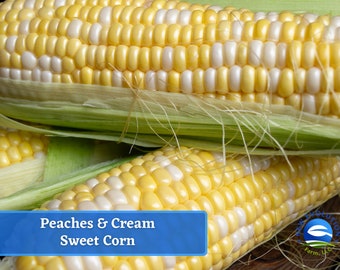 May include: Close-up of two ears of Peaches & Cream sweet corn. The corn is yellow and white, with the husks pulled back to reveal the kernels.