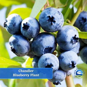 May include: Close-up of a cluster of ripe blueberries on a branch. The blueberries are a deep blue color and have a slightly powdery coating. The image is labeled "Chandler Blueberry Plant".