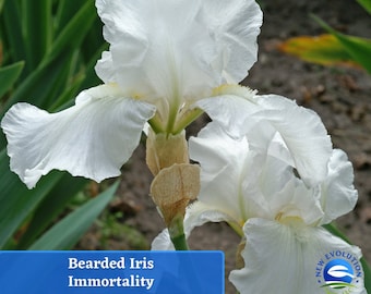 May include: A close-up of a white bearded iris flower with the text "Bearded Iris Immortality" on a blue banner.