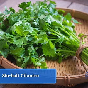 Slo-Bolt Cilantro - Heirloom Herb Seed Packets, Culinary & Medicinal Herbs, Non-GMO, Slow-Bolt