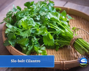 Slo-Bolt Cilantro - Heirloom Herb Seed Packets, Culinary & Medicinal Herbs, Non-GMO, Slow-Bolt