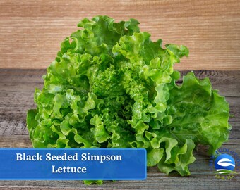 May include: A close-up of a head of fresh, green Black Seeded Simpson lettuce. The lettuce has a ruffled appearance and is sitting on a wooden surface.