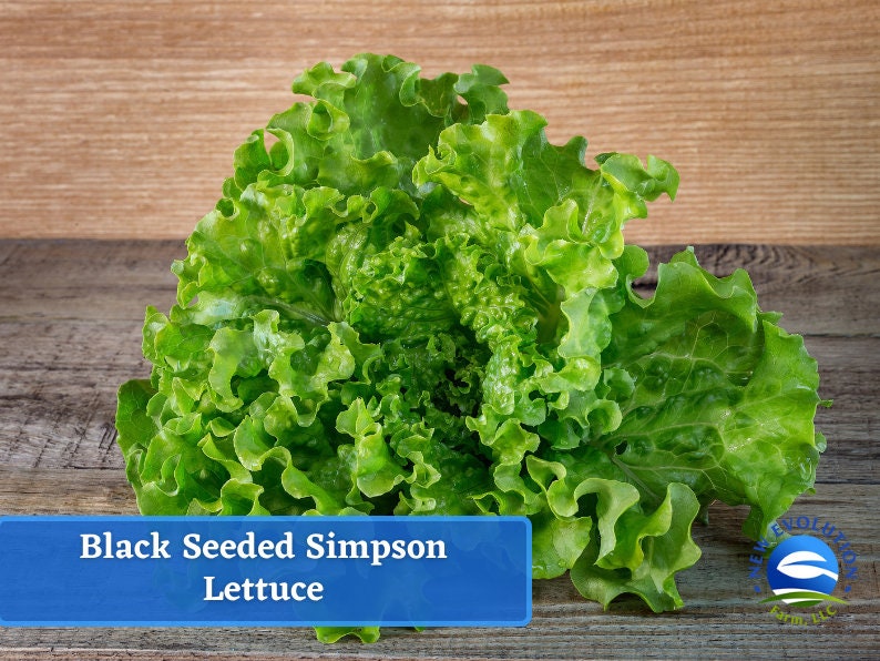Lettuce, Leaf Black Seeded Simpson Lettuce Seeds Heirloom Seed Packet