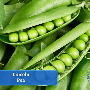 Pea - Lincoln Pea Seeds - Heirloom Seed Packet, Non-GMO