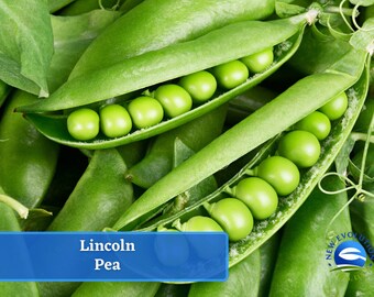 May include: Close-up of fresh green pea pods with bright green peas inside. The pods are arranged in a cluster, showcasing the vibrant color and texture of the peas. The text "Lincoln Pea" is displayed in blue letters on a blue background.