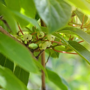 May include: Close-up of a plant with small, pale green flowers and vibrant green leaves. The flowers have dark centers and are clustered on thin, reddish stems. The image is well-lit, highlighting the details of the plant's structure.