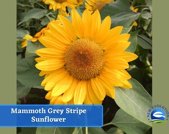 Mammoth Grey Stripe Sunflower Seeds