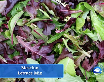 May include: A close-up of a mix of green and red lettuce leaves. The lettuce is labeled "Mesclun Lettuce Mix".