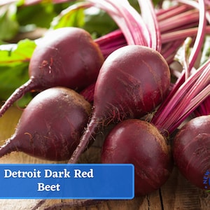 Beets - Detroit Dark Red Beet Seeds - Heirloom Seed Packet, Non-GMO