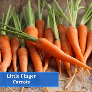 Carrots - Little Fingers Carrot Seeds - Heirloom Seed Packet, Non-GMO