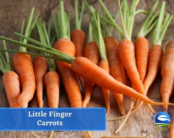 Carrots - Little Fingers Carrot Seeds - Heirloom Seed Packet, Non-GMO