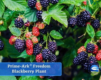 Prime-Ark Freedom Blackberry Plant