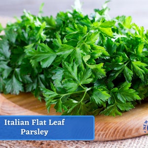 Dark Green Italian Parsley Seeds - Heirloom Herb Seed Packets, Culinary & Medicinal Herbs, Non-GMO