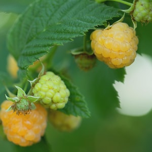 May include: A cluster of golden yellow raspberries growing on a green leafy vine. The fruit varies in ripeness, showing both fully developed yellow berries and smaller, pale green unripe berries attached to the stems with serrated green leaves.