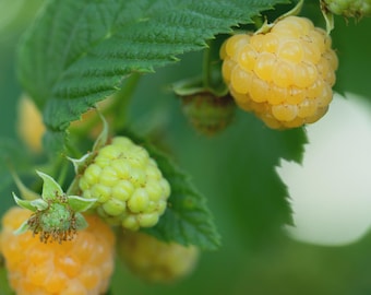 May include: A cluster of golden yellow raspberries growing on a green leafy vine. The fruit varies in ripeness, showing both fully developed yellow berries and smaller, pale green unripe berries attached to the stems with serrated green leaves.