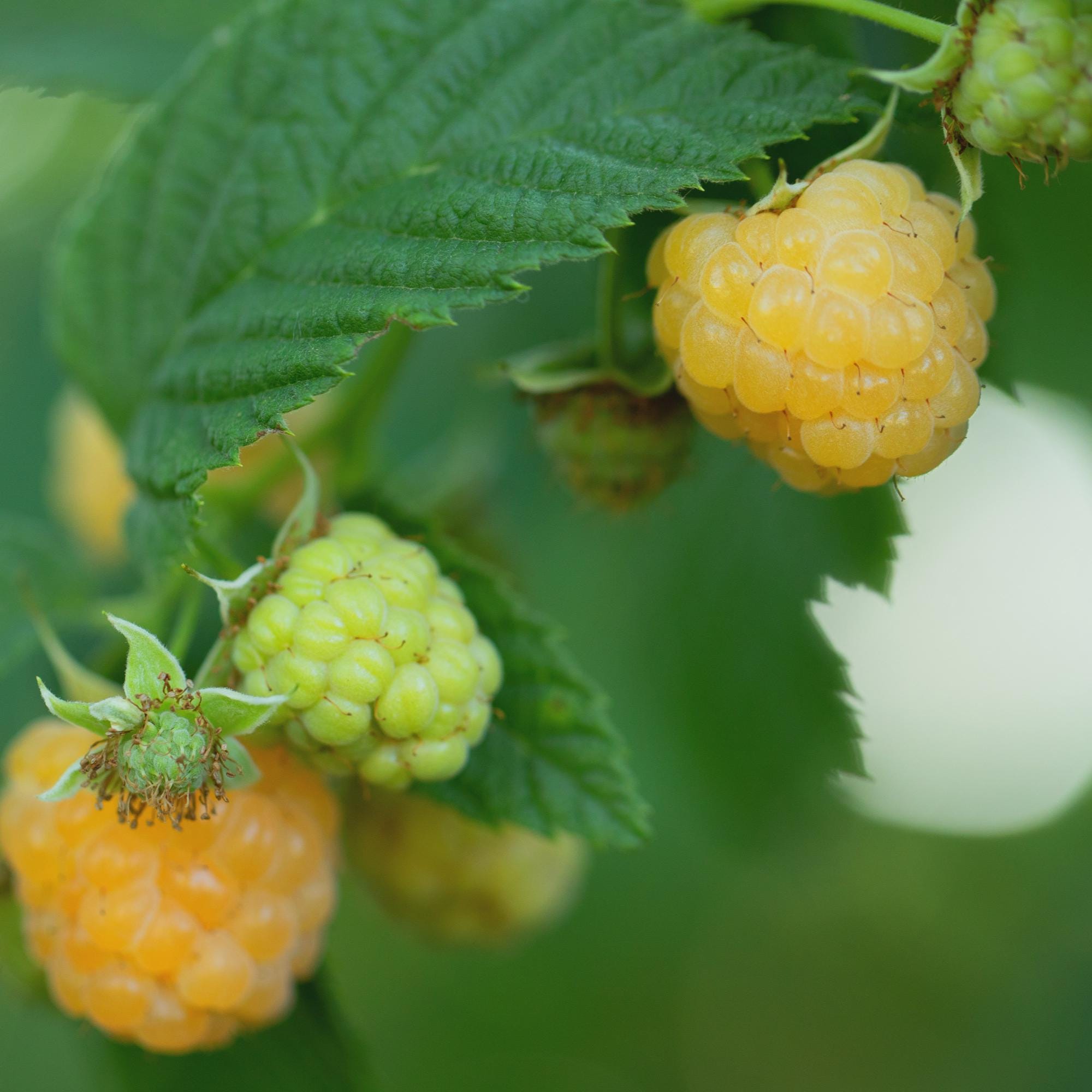 Boulder Raspberry Plant Fall Color Fall Gold Raspberry Plant - Yellow Everbearing, Live Hardy Perennial ...