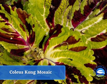 May include: Close-up of a Coleus Kong Mosaic plant with green, white, and burgundy leaves.