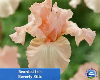 May include: Close-up of a peach-colored Bearded Iris flower, Beverly Sills variety, with ruffled petals and a creamy white base. The flower is set against a blurred green background. The text "Bearded Iris Beverly Sills" is in a blue rectangle.