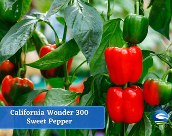 May include: Close-up of red and green California Wonder 300 sweet peppers growing on a vine. The peppers are ripe and ready to be harvested.