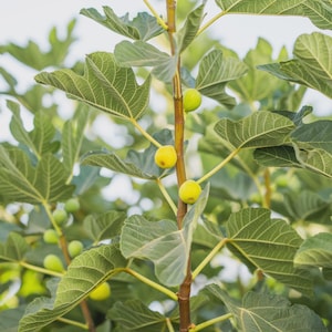 May include: A fig tree branch featuring several small, round, yellow-green fruits growing along a central brown stem, surrounded by large, lobed, vibrant green leaves with visible veins, captured in natural daylight.