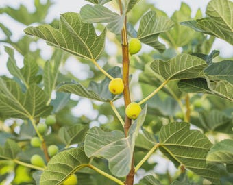 May include: A fig tree branch featuring several small, round, yellow-green fruits growing along a central brown stem, surrounded by large, lobed, vibrant green leaves with visible veins, captured in natural daylight.