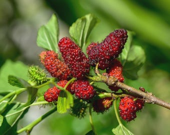 May include: A cluster of ripe, elongated mulberries in shades of deep red and dark purple, attached to a thin, woody branch. The fruit features a textured, bumpy surface, accompanied by several bright green, serrated leaves on the stem.