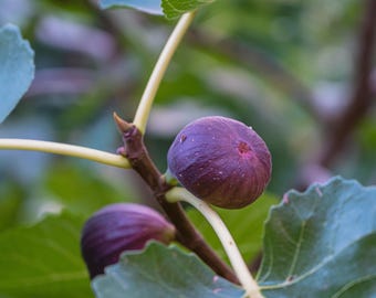 May include: Close-up of ripe figs on a branch. The figs are a deep purple color with a slightly textured surface. Green leaves and stems surround the fruit, creating a natural and fresh composition. The image highlights the figs' round shape and the details of their skin.