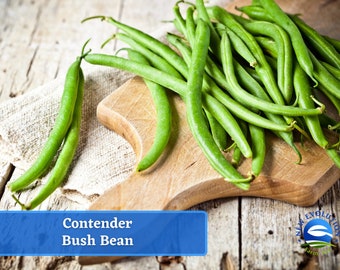 Bush Bean - Contender Bush Bean Seeds - Heirloom Seed Packet, Non-GMO