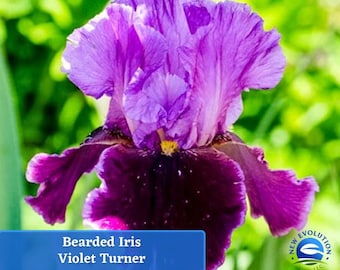 May include: A close-up of a purple and dark purple bearded iris flower. The flower has a ruffled, layered appearance and is in full bloom. The text "Bearded Iris Violet Turner" is visible below the flower.