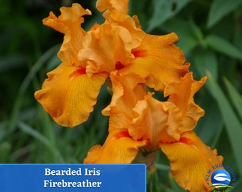 May include: Two vibrant orange bearded iris flowers with ruffled petals and a distinct red-orange center patch. A blue rectangular overlay at the bottom displays the white text: Bearded Iris Firebreather, alongside a circular logo for New Evolution Farm, LLC.