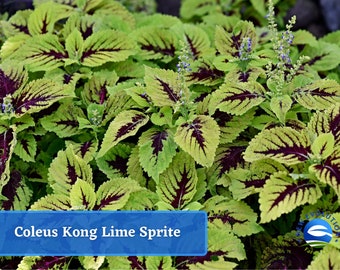 May include: Coleus Kong Lime Sprite plant with green and burgundy leaves. The plant has small purple flowers.