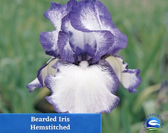 May include: A close-up of a white and purple bearded iris flower with a white background. The flower has a ruffled edge and a white beard. The text "Bearded Iris Hemstitched" is displayed on a blue banner.