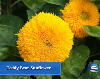 Teddy Bear Sunflower Seeds - Dwarf Golden Double Bloom 25ct Packet
