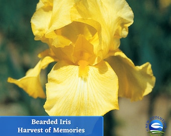 May include: A close-up of a yellow bearded iris flower. The flower has a white center and is in full bloom. The text "Bearded Iris Harvest of Memories" is displayed below the flower.