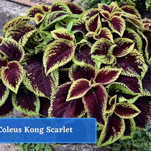 Coleus Kong Scarlet Seed Packet
