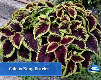 May include: A close-up of a Coleus Kong Scarlet plant with vibrant green and burgundy leaves. The leaves have a scalloped edge and a textured surface.
