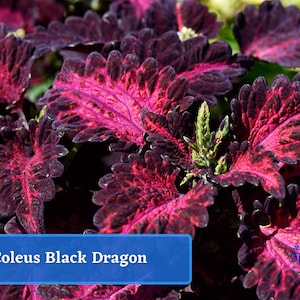 Black Dragon Coleus Seeds