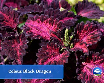 May include: Close-up of Coleus Black Dragon plant with deep burgundy and magenta leaves. The leaves have a textured appearance with a ruffled edge. The plant is in focus, with a blurred background of other plants.