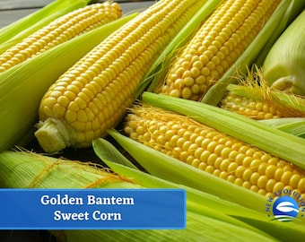 May include: Close-up of several ears of Golden Bantam sweet corn, with bright yellow kernels and green husks. The image includes the text "Golden Bantam Sweet Corn" in a blue banner.