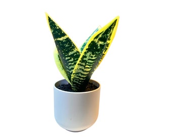 Artificial Potted Snake Plant,8” Tall